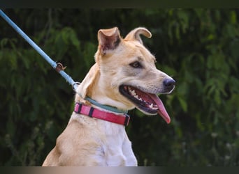 Zuhause gesucht für ⚡️Shelby -+- Misty ⚡️ - sind in der Cantinho da Milu