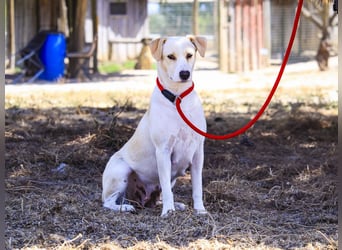 Zuhause gesucht für die jungen Hündinnen: Francisca  ❤️  Hortela - Cantinho da Milu