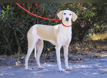 Zuhause gesucht für die jungen Hündinnen: Francisca  ❤️  Hortela - Cantinho da Milu