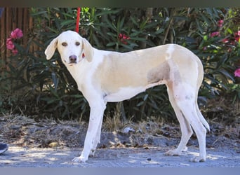 Zuhause gesucht für die jungen Hündinnen: Francisca  ❤️  Hortela - Cantinho da Milu