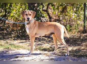 Zuhause gesucht für ⚡️Shelby -+- Misty ⚡️ - sind in der Cantinho da Milu