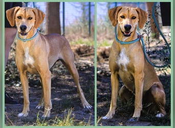 Zuhause gesucht für ⚡️Shelby -+- Misty ⚡️ - sind in der Cantinho da Milu