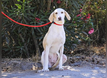 Zuhause gesucht für die jungen Hündinnen: Francisca  ❤️  Hortela - Cantinho da Milu