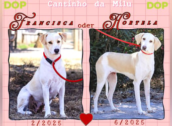 Zuhause gesucht für die jungen Hündinnen: Francisca  ❤️  Hortela - Cantinho da Milu