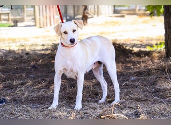 Zuhause gesucht für die jungen Hündinnen: Francisca  ❤️  Hortela - Cantinho da Milu