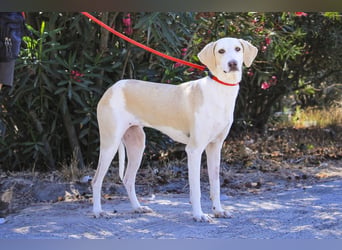 Zuhause gesucht für die jungen Hündinnen: Francisca  ❤️  Hortela - Cantinho da Milu