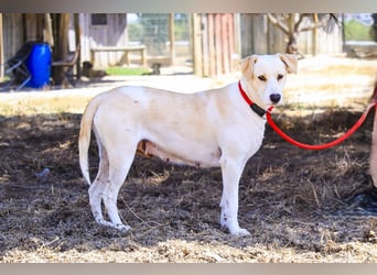 Zuhause gesucht für die jungen Hündinnen: Francisca  ❤️  Hortela - Cantinho da Milu