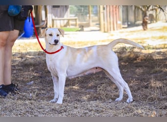 Zuhause gesucht für die jungen Hündinnen: Francisca  ❤️  Hortela - Cantinho da Milu