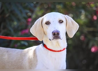 Zuhause gesucht für die jungen Hündinnen: Francisca  ❤️  Hortela - Cantinho da Milu