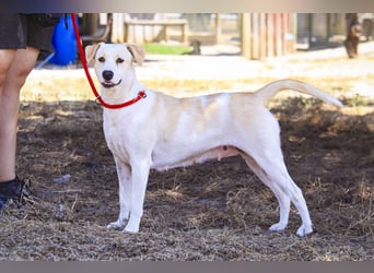 Zuhause gesucht für die jungen Hündinnen: Francisca  ❤️  Hortela - Cantinho da Milu