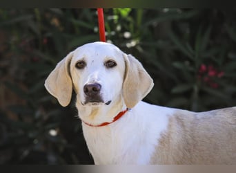 Zuhause gesucht für die jungen Hündinnen: Francisca  ❤️  Hortela - Cantinho da Milu