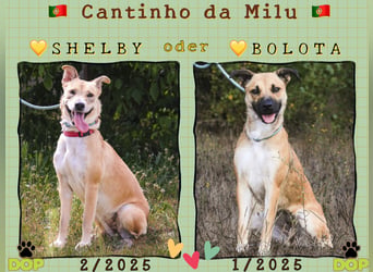 Zuhause gesucht für ⚡️Shelby -+- Bolota ⚡️Tierheim: Cantinho da Milu