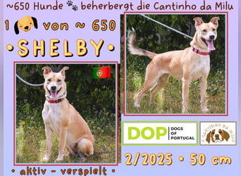 Zuhause gesucht für ⚡️Shelby -+- Bolota ⚡️Tierheim: Cantinho da Milu