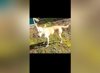 Szöczke eine traumhündin zum verlieben!