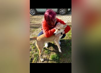 Szöczke eine traumhündin zum verlieben!