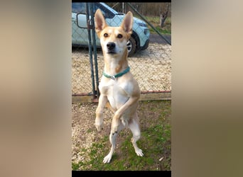 Szöczke eine traumhündin zum verlieben!