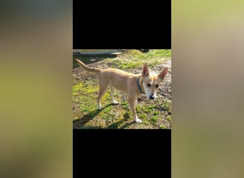 Szöczke eine traumhündin zum verlieben!