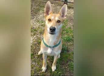 Szöczke eine traumhündin zum verlieben!