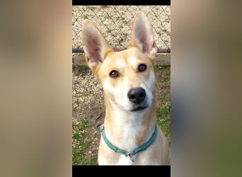 Szöczke eine traumhündin zum verlieben!