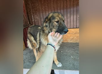 Wilma - freundlicher Riese