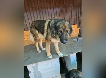 Wilma - freundlicher Riese