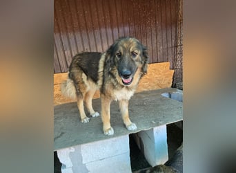 Wilma - freundlicher Riese