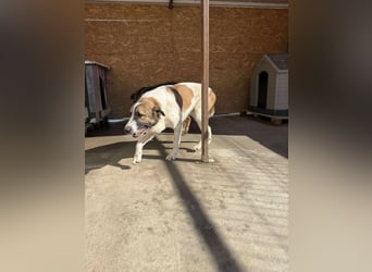 TANO - wo findet er sein Glück?