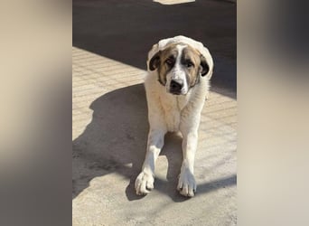 TANO - wo findet er sein Glück?