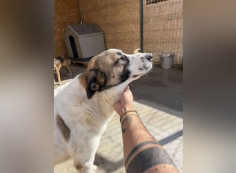 TANO - wo findet er sein Glück?