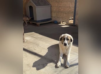 TANO - wo findet er sein Glück?