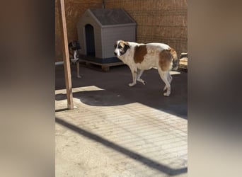 TANO - wo findet er sein Glück?