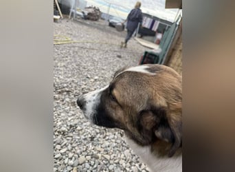 TANO - wo findet er sein Glück?