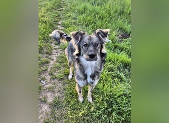 Suki sucht Zuhause als Zweithund