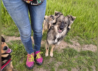 Suki sucht Zuhause als Zweithund
