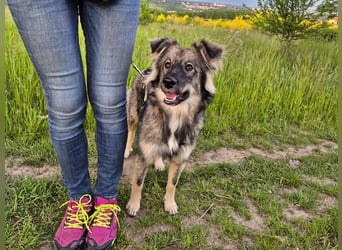 Suki sucht Zuhause als Zweithund