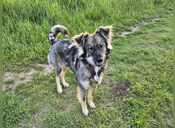 Suki sucht Zuhause als Zweithund