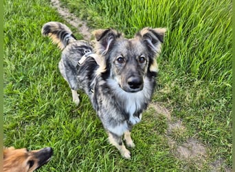 Suki sucht Zuhause als Zweithund