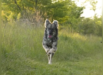 Suki sucht Zuhause als Zweithund