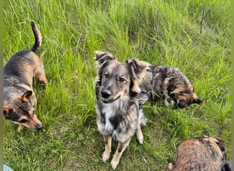 Suki sucht Zuhause als Zweithund
