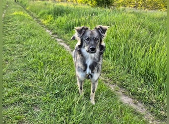 Suki sucht Zuhause als Zweithund