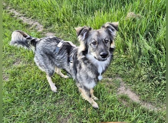Suki sucht Zuhause als Zweithund