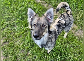 Suki sucht Zuhause als Zweithund