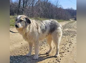 Freya 54cm geb. 08*2022