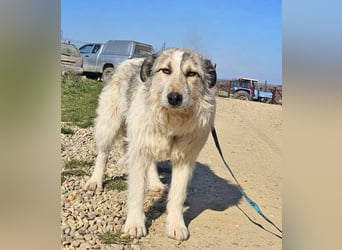 Freya 54cm geb. 08*2022