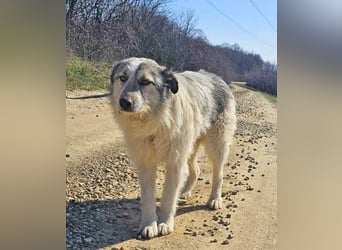 Freya 54cm geb. 08*2022