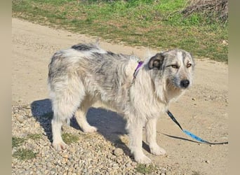 Freya 54cm geb. 08*2022