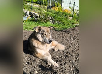 Coole Socke möchte im neuen Jahr mit dir auf Tour gehen!