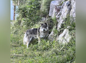 Coole Socke möchte im neuen Jahr mit dir auf Tour gehen!