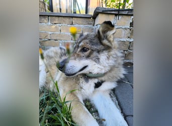 Coole Socke möchte im neuen Jahr mit dir auf Tour gehen!