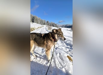 Coole Socke möchte im neuen Jahr mit dir auf Tour gehen!